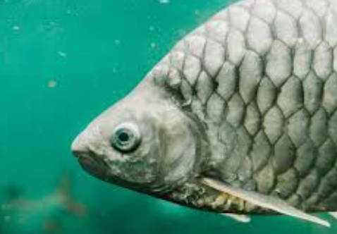 中国、遺伝子編集で小骨のない奇型魚を生み出し、食用で実用化を目指す