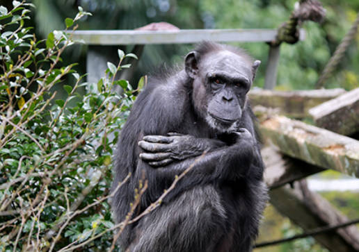 【訃報】天才チンパンジー「アイ」逝去　49歳　京都大学が公表