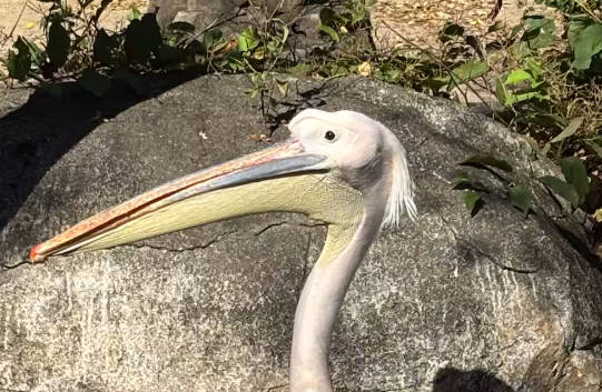 おとこの娘　ワカメのひみつ　ばれちゃった