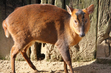 キョンを滅ぼすには