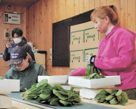 山形で果樹・野菜収穫に外国人材「リレー派遣」活用進める