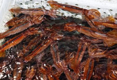 水産庁「今年度はスルメイカが大量だな…もっと捕っていいぞ！！」漁民「やったー」