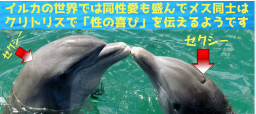 イルカも「性の喜び」を知るためのクリト〇スを持っている??研究結果