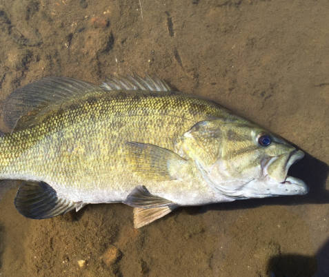 【ブラックバスが移入され100年】ブラックバス釣りの思い出ってある？