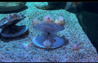 青森県営浅虫水族館　「フウセンウオ」が実にかわいらしい♡