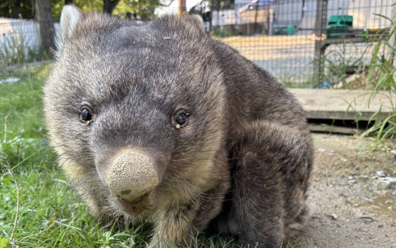 【ほっこりNEWS】平均寿命は20～25年… “世界最高齢ウォンバット「ワイン」37歳に   恋は現役？