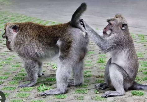 「サルが同性間でセッ〇〇するのは生存率や適応度を高めるため」 英国研究チームによる調査