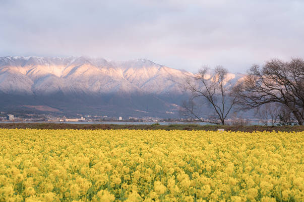 「配るでしかし」やすし、住民に7000円給付