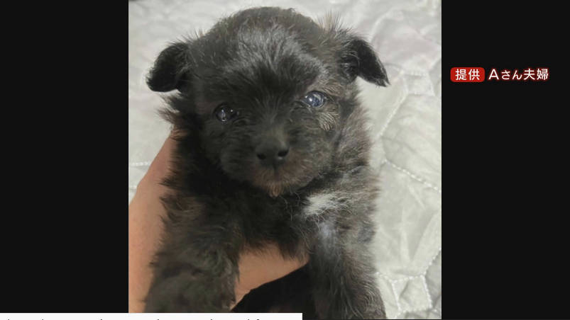 【社会】 引き取った子犬が翌日に急死「怒り心頭、助けてあげられずごめん」　ネット譲渡めぐりトラブル…"健康"のはずが重度の肺炎と診断　譲渡女性を直撃すると「病院ではなく自分で検査した」