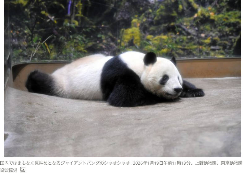 🇨🇳🐼パンダ誘致に反対するネット民