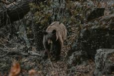 【国際】日本人がクマを食べ始める、中国SNSで話題に