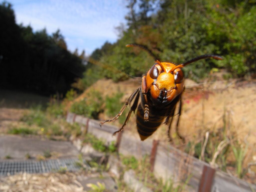 スズメバチ「クマなんかに先越されるな、オレたちも街へ出るぞ」