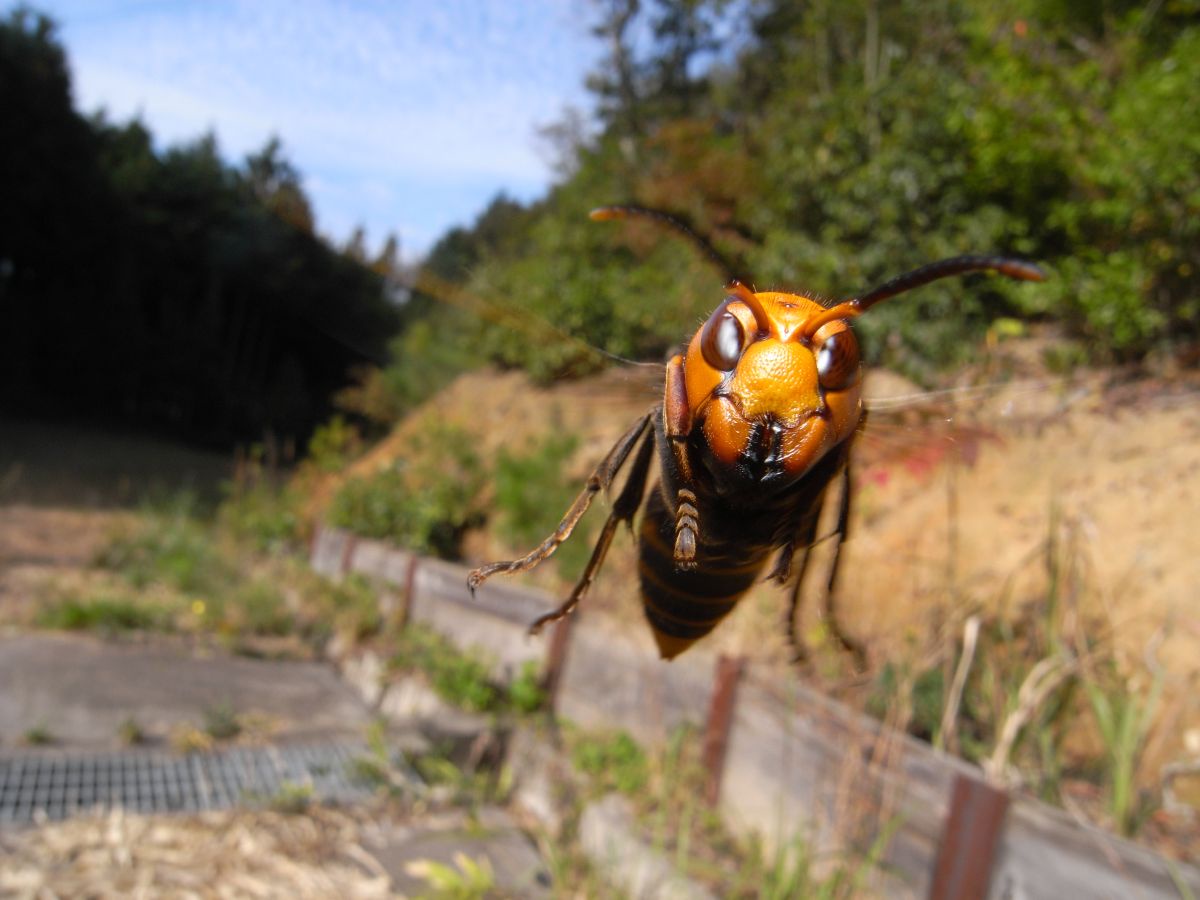 スズメバチ「クマなんかに先越されるな、オレたちも街へ出るぞ」