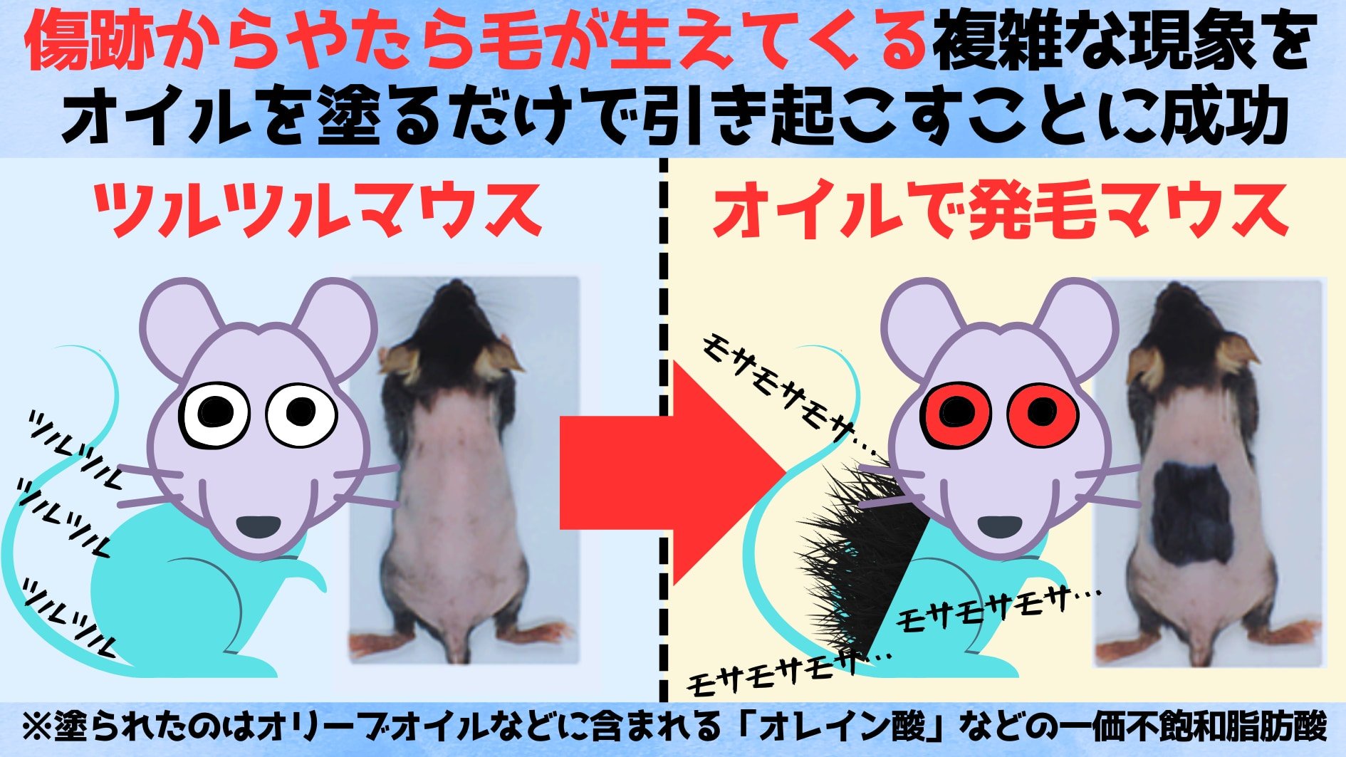 【速報】台湾国立大学「オリーブオイルを頭に塗るとフサフサになる」