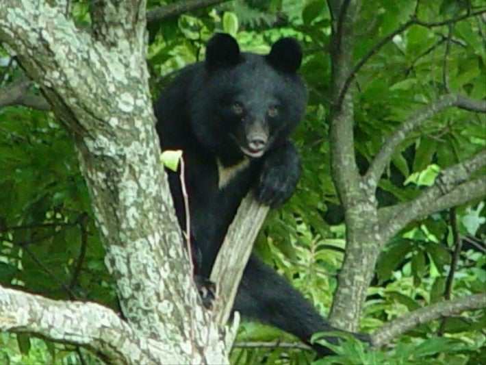 【（・(ｪ)・）】トラックがクマと衝突、後続車も次々と…宮城県の国道４号で６台が事故