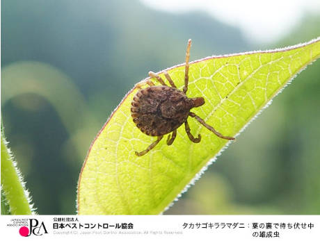 福岡全域でマダニ大量発生、噛まれると25%死亡、クマモンの餌だった動物たちが都市部に拡散