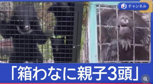 🐻「母ちゃんばかでごめんね」クマサン親子、3匹仲良く箱罠に引っかかる…